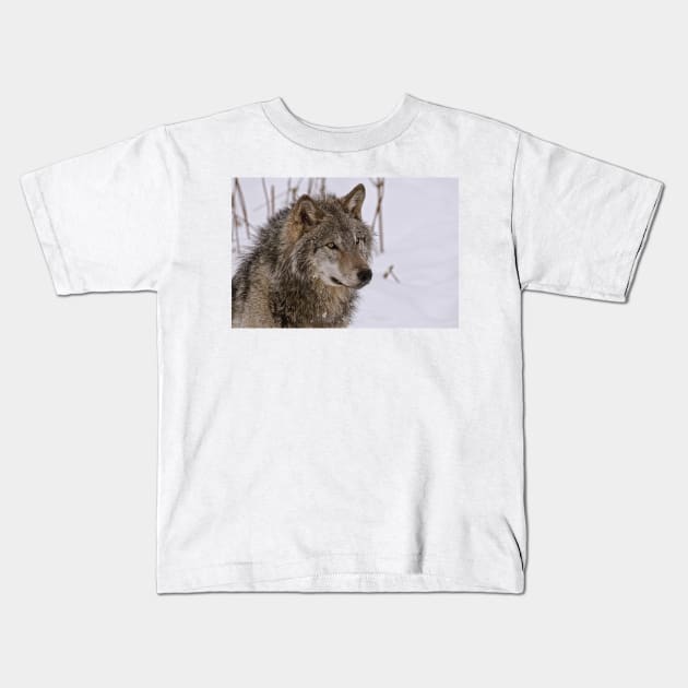 Timber Wolf Portrait Kids T-Shirt by jaydee1400